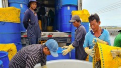 Shrimp exports expected to reach over US$4.3 billion in 2023
