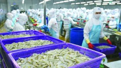 Seafood enterprises have more opportunities to expand market share in China