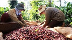 Vietnam needs to develop coffee branding to go global