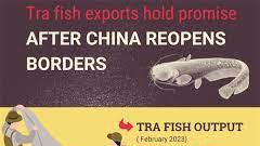 Tra fish exports hold promise after China reopens borders
