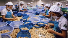 Cashew firms enhance processing to add value to products