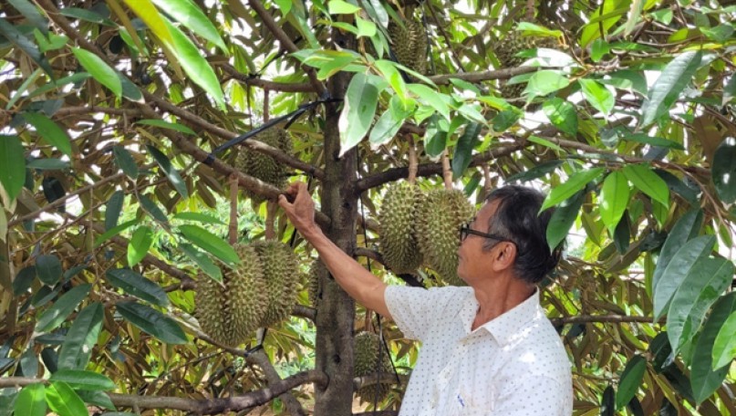 Durian to make breakthrough for Việt Nam's fruit exports