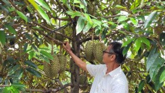Durian to make breakthrough for Việt Nam's fruit exports