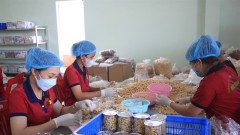 Cashew industry sees unusual trade pattern in early 2023