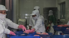 Tuna exporters turn to small markets