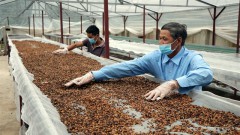 Stocks of coffee producers less appealing on market