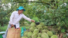 Vietnam's agricultural products face more difficulties in export to China