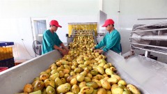 Food industry has large potential to expand markets