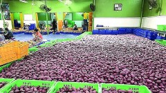 Prospects for sweet potato exports to China
