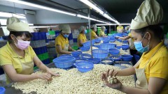 Cashew industry proposes import tax on cashew kernels