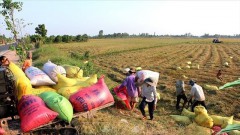 Vietnamese rice in high demand on international markets