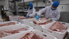 Meat producers forecast to see more positive results