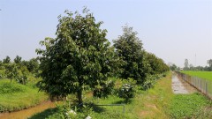 Fruit farmers must follow planning to prevent prices from falling