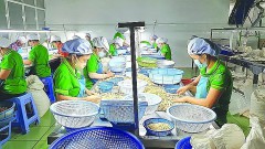 Proposals to remove obstacles for cashew businesses