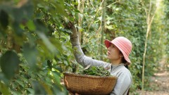 Vietnam to play a greater role in global commodity exchanges