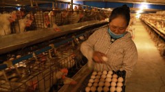 Struggling poultry farmers seek support to avoid bankruptcy