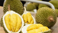 Durian: Valuable Commodity, Growing Challenges