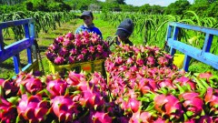 "Fluttering" the fear of violating the planting area code