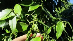Việt Nam does not face challenge from Cambodia pepper exports to China: experts