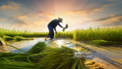 Agriculture in Vietnam: Redefining boundaries