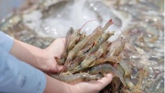 Shrimp industry needs solutions to achieve export target this year