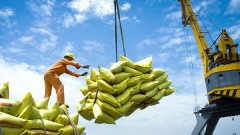 EU considered potential destination for Vietnamese rice