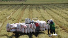 Market diversification crucial for rice sector: Experts