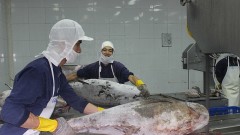 Seafood exporters change the direction to find new orders