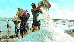 Lots of potential for salt export