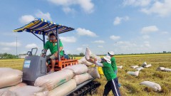 Rice exporters seize unprecedented opportunity