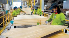 Timber industry regains momentum on rising export orders