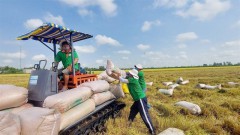 Vietnam promotes rice exports until this year end, but ensures food security: MoIT