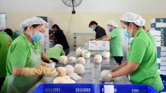 Vietnam gets green light to export fresh husked coconut to US