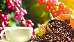 Coffee exports set to break record