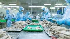 Seafood exports to the CPTPP market are positive