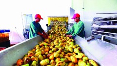The potential for exporting vegetables and fruits into the top 5 markets is still very large