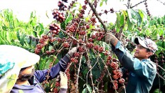 Coffee industry urged to get ready for EU’s deforestation regulation