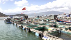 Large potential for mariculture