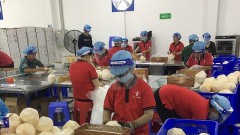 Opening the US market for Vietnamese husked coconut products