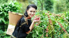 Mouting pressure for coffee supply chain