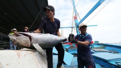 Tuna export orders expected to increase by year-end