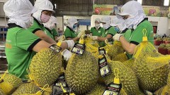 Durian joins the "billion-dollar" export club