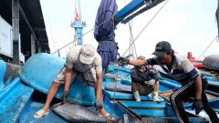 EU's IUU red card could cost Vietnamese seafood half a billion dollars