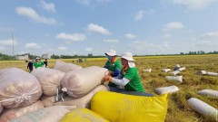 Canada a potential market for Vietnam’s rice: Insiders