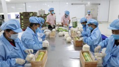Vietnam sees many opportunities in coconut exports