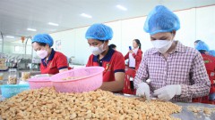 Cashew exports predicted to strongly rebound by the year-end
