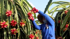 China is the largest export market of Vietnamese fruits and vegetables