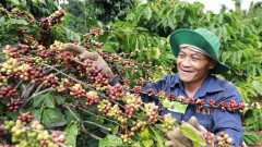 Vietnam's coffee exports to Japan surge amid import slow
