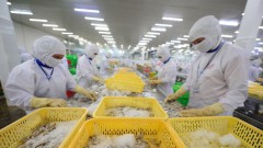 Seafood export enterprises are recovering their footing
