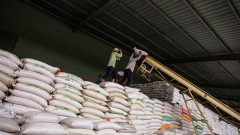 Indonesia chooses Vietnam, Thailand to import additional 1.5 million tonnes of rice